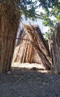فروش نی