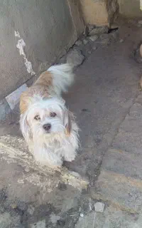 سگ خانگی
