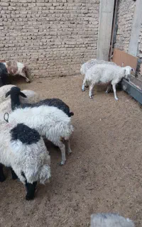 بره نروماده