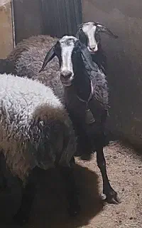 میش شال اصلی خونگی  دوقلو زامیبد