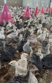 جوجه بوقلمون محلی درجه یک اورگانیک