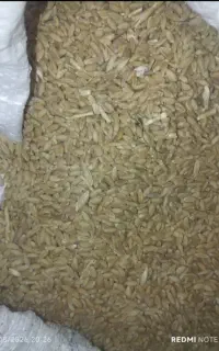 گندم دیم