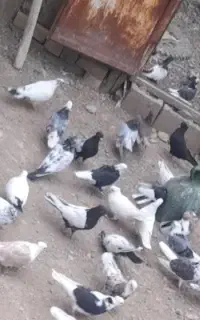 کبوتر پرشی یکجا فروشی