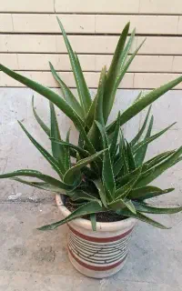 گل شاخ بزی کاکتوس الوورا .اشک.گندمی وغیره