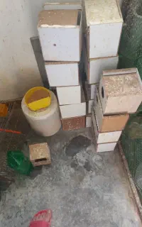 لانه چوبی کوتوله.و تله و لانه قناری