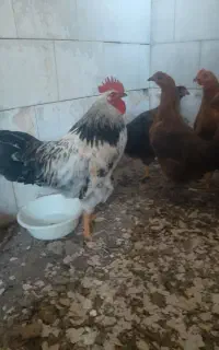 مرغ و خروس