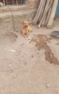 سلام سگ قدرجونی گله‌ای