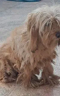 باهوش