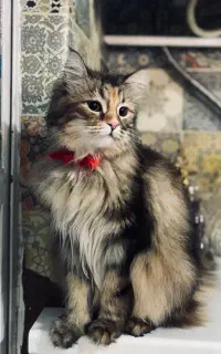 گربه میکس پرشین