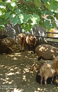 عصر زنده گوشت استخوان صورتی داره....