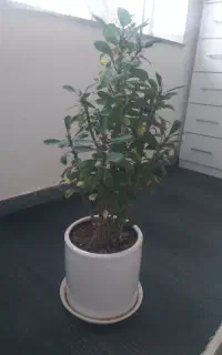 گل زیبابفروش میرسد