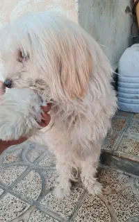 واگذاری سگ شیتزو ۴ ماهه