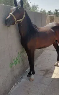 فروش نریان اینده دار