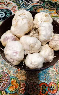 سیر