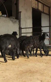 بره پرواری