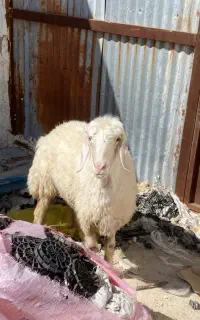 کنگان