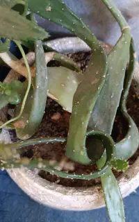 گل و گیاه