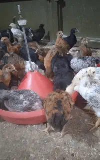 جوجه گلپایگان 1ماهه
