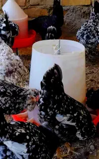 جوجه گلین استثنایی