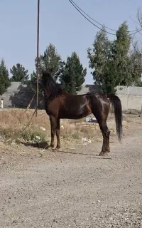 مادیون قهوه ای درجه ۱