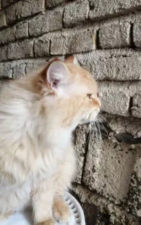 گربه