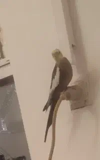 عروس هلندی گمشده
