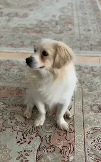 سگ نژاد پامر اشتیپز