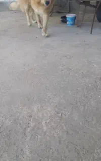 سگ ژرمن اصیل
