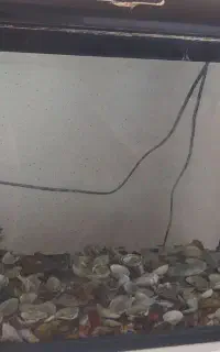 اکورایوم
