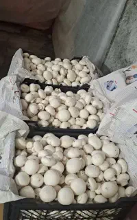 قارچ دکمه ای ملارد، درجه یک  از دمه سالن