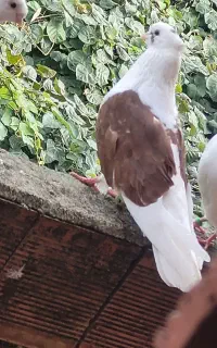 کبوتر نر