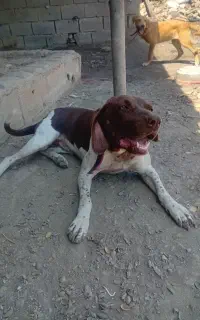 سگ شکاری
