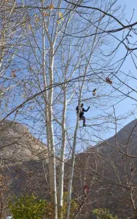 چوب رضازاده