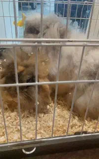 خرگوش لوپ مولد ) پدر و مادر همراه با نوزادان