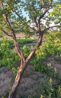 کودشیمایی