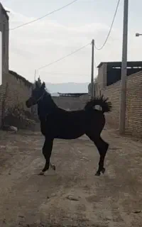 کره مادیان، اسب