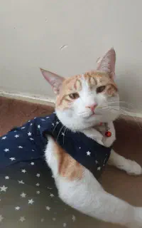 گربه