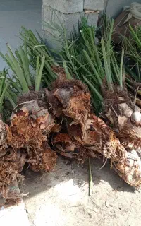 پاجوش بریم سفید