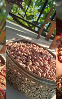 لوبیا چیتی محلی