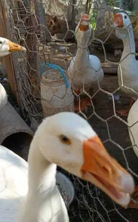 جوجه قوغاز شش ماهه