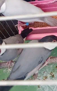 درود فنچ مصری