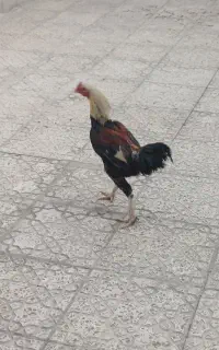 مرغ و خروس لاری ۸ ماهه