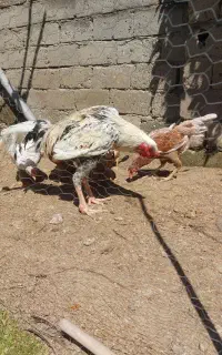 تخم مرغ لاری