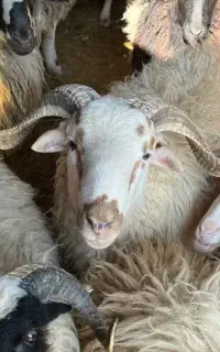 قصاب ماهر گوسفند در محل