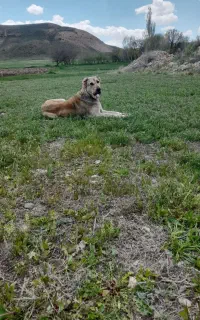 سگ سرابی 2ساله