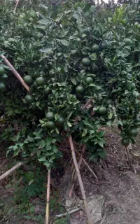 نارنگی ژاپنی سر درختی