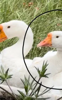 قوغاز ماده