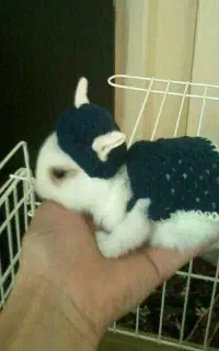 خرگوش مینیاتوری آپارتمانی