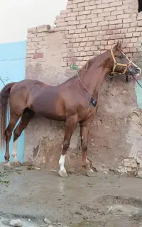 اسب