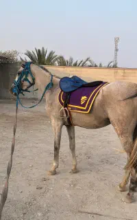 اسب
